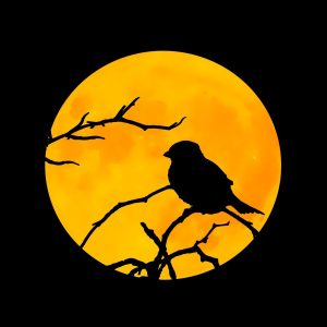 bird g20a02031c 1280