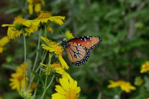 butterfly g38b0e1291 1280