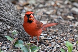 cardinal g75b59b835 1280