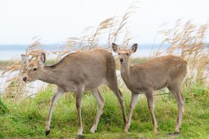 deer g75d065e68 1280