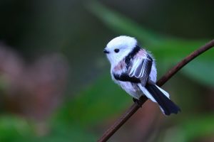 long tailed tit g842c5b00b 1280