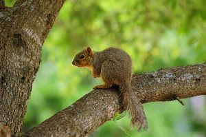 squirrel g1d24052c2 1280