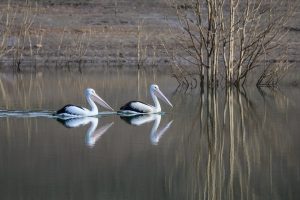 australian pelican gd714545ba 1280