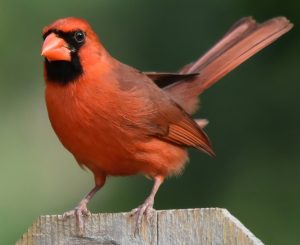 bird g11f0db643 1280