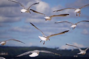 birds geb9d1dcb7 1280