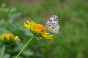 butterfly g0dceeea12 1280