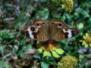 butterfly gfd0b48a09 1280