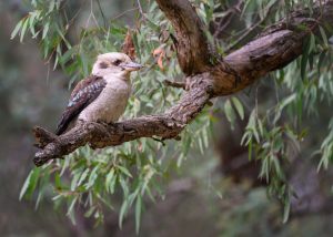 laughing kookaburra g95fdb32aa 1280