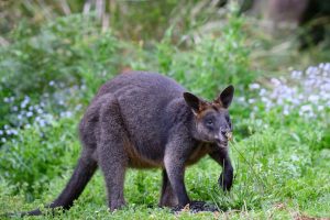 wallaby g8cf2cebe2 1280