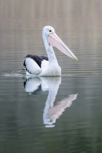 australian pelican g1b83eddee 1280