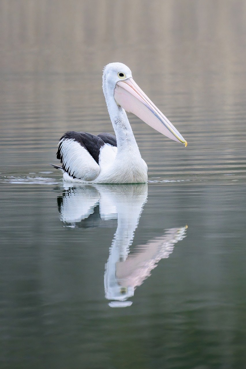 australian pelican g1b83eddee 1280