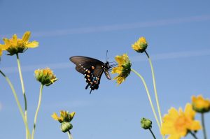 butterfly g15a1e9066 1280