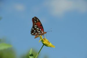 butterfly gc05a673cd 1280