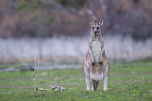 eastern grey kangaroo ge417933d1 1280
