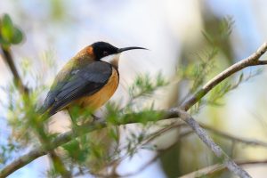 eastern spinebill ga75e19327 1280