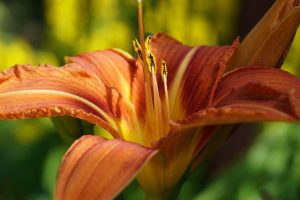 flower gef9b1c0fb 1280