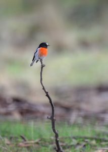 scarlet robin g773f44f63 1280