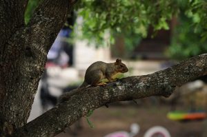 squirrel ga3cb88524 1280