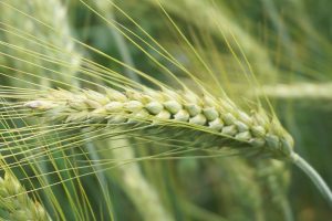 wheat gc02c56bff 1280