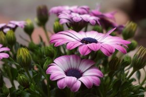 african daisy g4fb86da0a 1280
