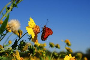 butterfly g30f381022 1280