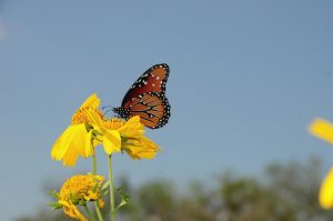 butterfly gf110083f9 1280
