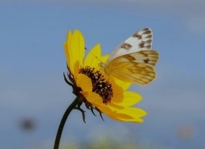 butterfly gfcf0ac93c 1280