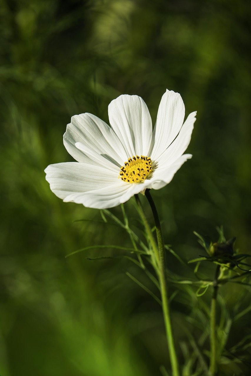 cosmea g059980c0d 1280