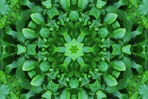 foliage g5ac532470 1280