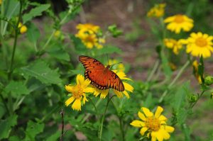 butterfly g1879e8bc6 1280