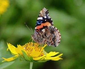 butterfly gecac0c585 1280