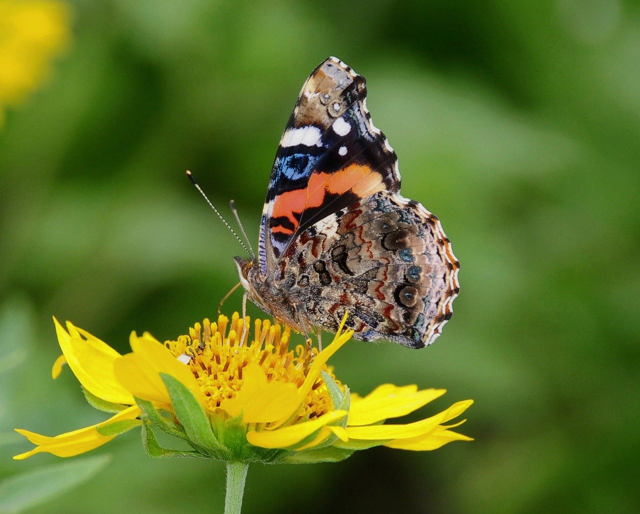 butterfly gecac0c585 1280