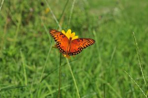 butterfly g81eecac1e 1280