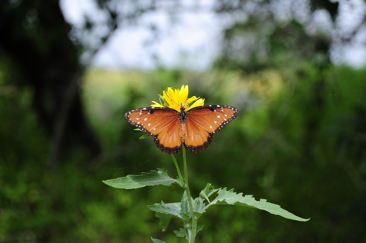 butterfly gbf3d0f4b3 1280
