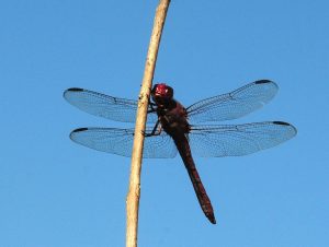 dragonfly g49a5658b3 1280