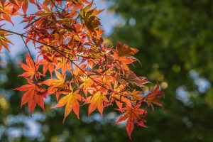 leaves gea40c7466 1280