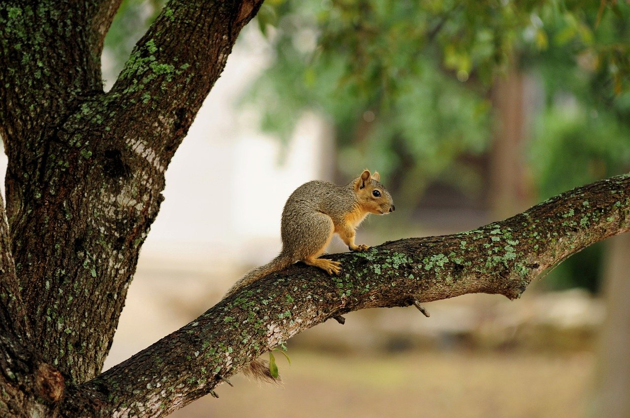 squirrel g8ef9708e5 1280