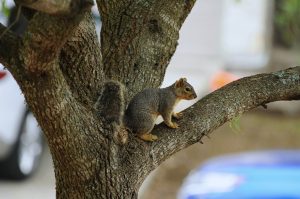 squirrel gbdeefb5c8 1280
