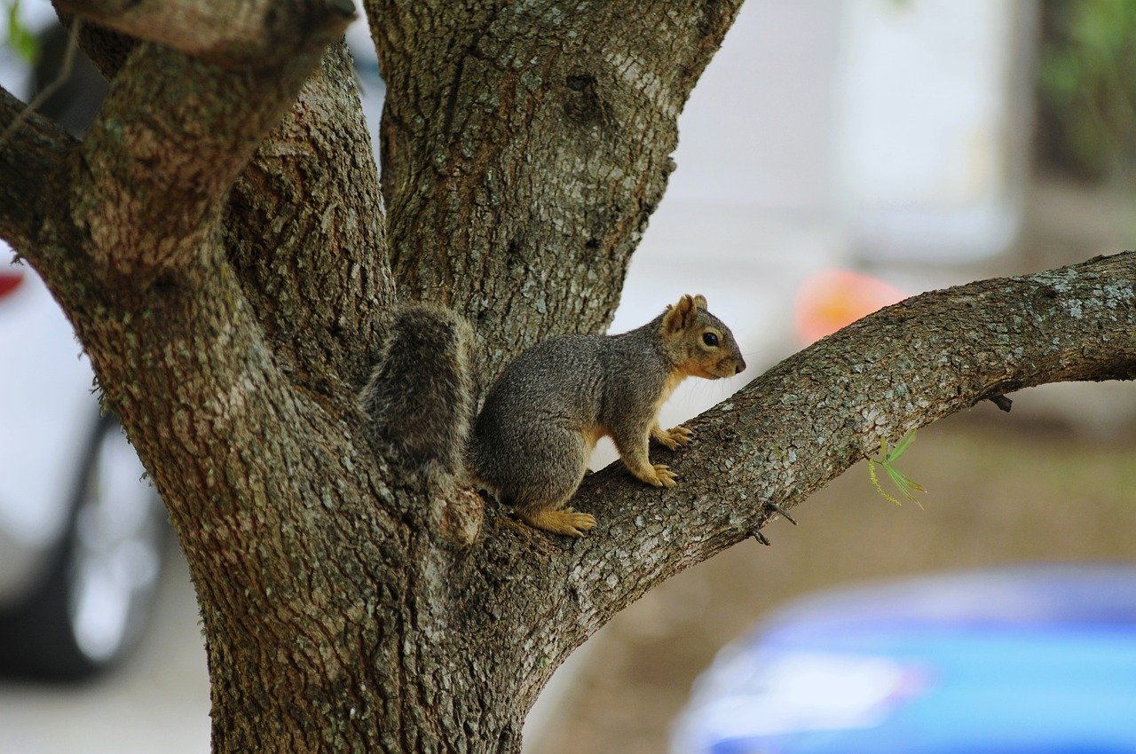 squirrel gbdeefb5c8 1280