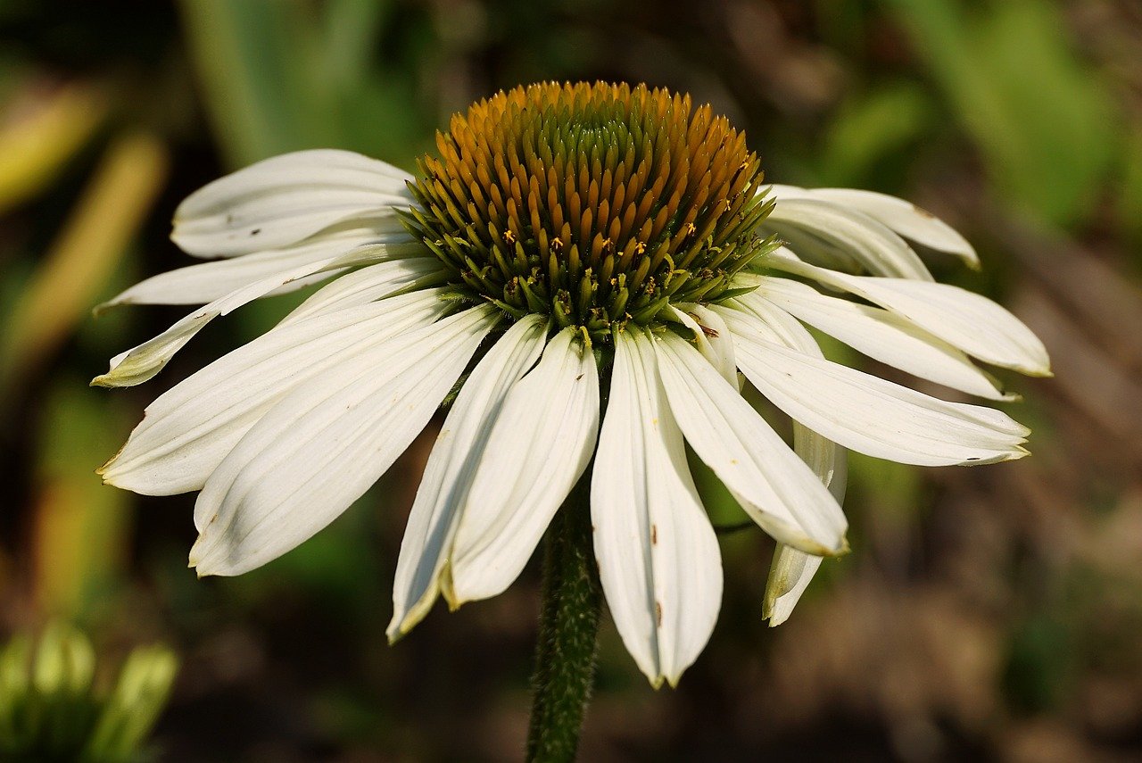 white flower gcad791d6c 1280