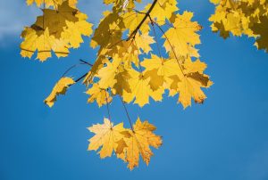 autumn leaves g21bfe5a5b 1280