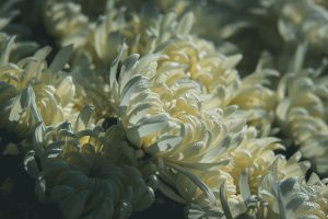 chrysanthemum gc63064727 1280