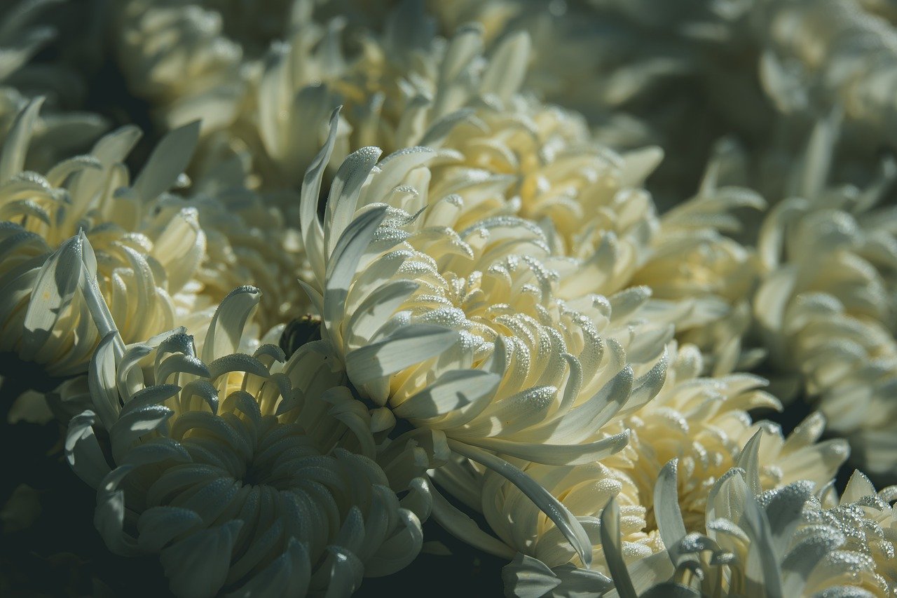 chrysanthemum gc63064727 1280