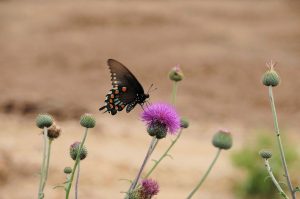 butterfly g9aa707a8a 1280