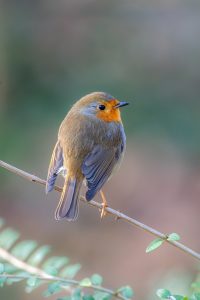 robin gef08e89cd 1280