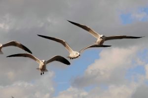 anselmo7511 birds g0d0710813 1280