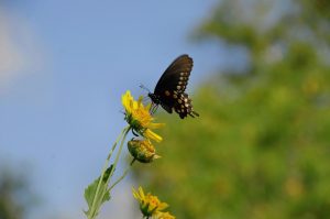 anselmo7511 butterfly g651910e04 1280