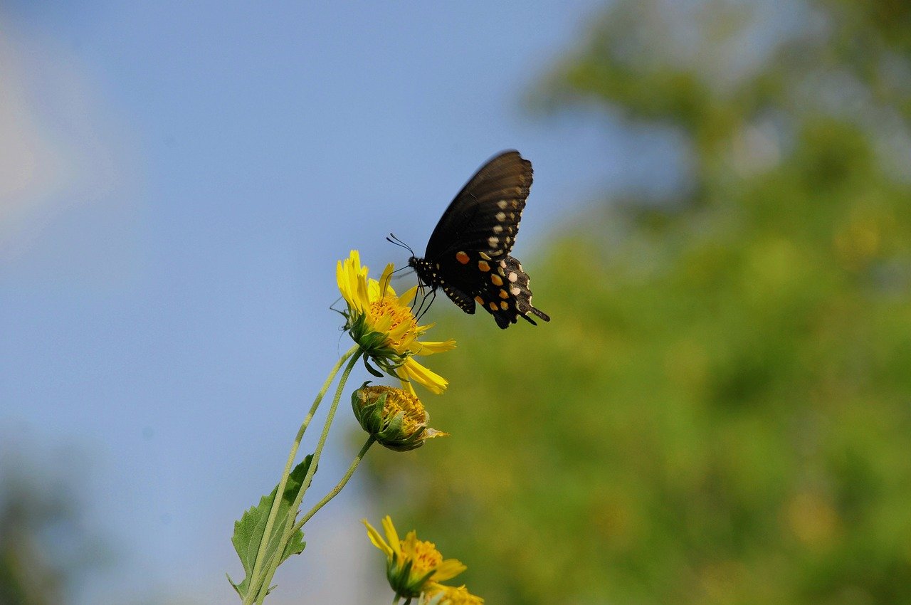 anselmo7511 butterfly g651910e04 1280