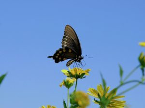 anselmo7511 butterfly ga25dda0a4 1280