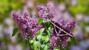 flutie8211 butterfly gf5a17ae52 1280